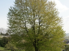 120412-Begr.-Fr.-Pongracz-23_960px