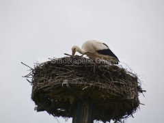 170501-Maimarsch_56_960px